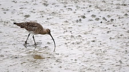 Biodiversité : un oiseau migrateur, le courlis à bec grêle, est probablement éteint