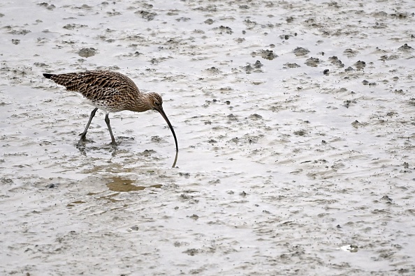 Biodiversité : un oiseau migrateur, le courlis à bec grêle, est probablement éteint