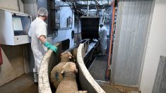 Savoie : l’activité d’un abattoir « suspendue » après une plainte pour « actes de cruauté »