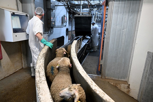 Savoie : l'activité d'un abattoir "suspendue" après une plainte pour "actes de cruauté"