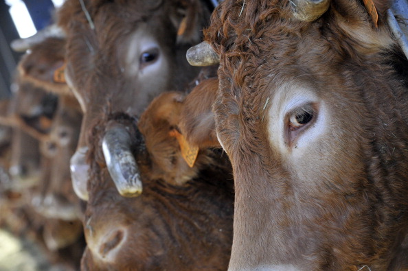 Des vaches limousines sont photographiées dans une ferme d'élevage. Illustration. (THIERRY ZOCCOLAN/AFP via Getty Images)