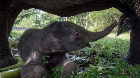 Indonésie : une éléphante de Sumatra est née lundi, un évènement rare pour cette espèce en danger d’extinction