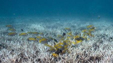 Découverte du plus grand corail du monde près des îles Salomon du Pacifique