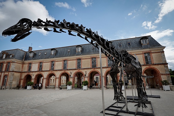 Le squelette d’un dinosaure Apatosaurus nommé « Vulcain », exposé au château de Dampierre. (Photo STEPHANE DE SAKUTIN/AFP via Getty Images)