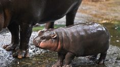 L’hippopotame Moo Deng, star d’internet, prédit la victoire de Trump