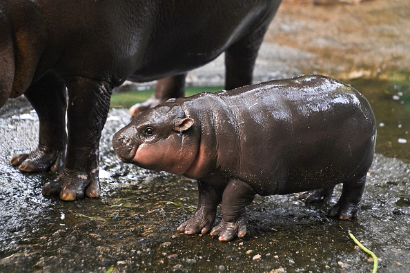 Moo Deng se tient à côté de sa mère Jona, 25 ans, au zoo ouvert de Khao Kheow dans la province de Chonburi, en Thaïlande. (LILLIAN SUWANRUMPHA/AFP via Getty Images)