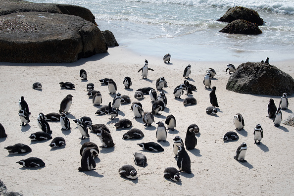 Une plage où se tient une colonie de manchots de Boulders, destination touristique populaire à Simon's Town près du Cap, le 1er novembre 2024. (RODGER BOSCH/AFP via Getty Images)