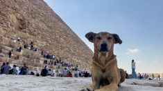 Égypte : les chiens errants des pyramides seront-il la nouvelle attraction de Guizeh ?