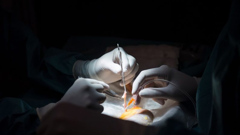 Des médecins se préparent à une greffe de rein sur une photo d'archive. (Pierre-Philippe Marcou/AFP/Getty Images)