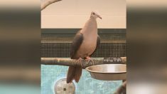 Une première : un zoo anglais réussit à élever un pigeon rose, une espèce très rare menacée d’extinction