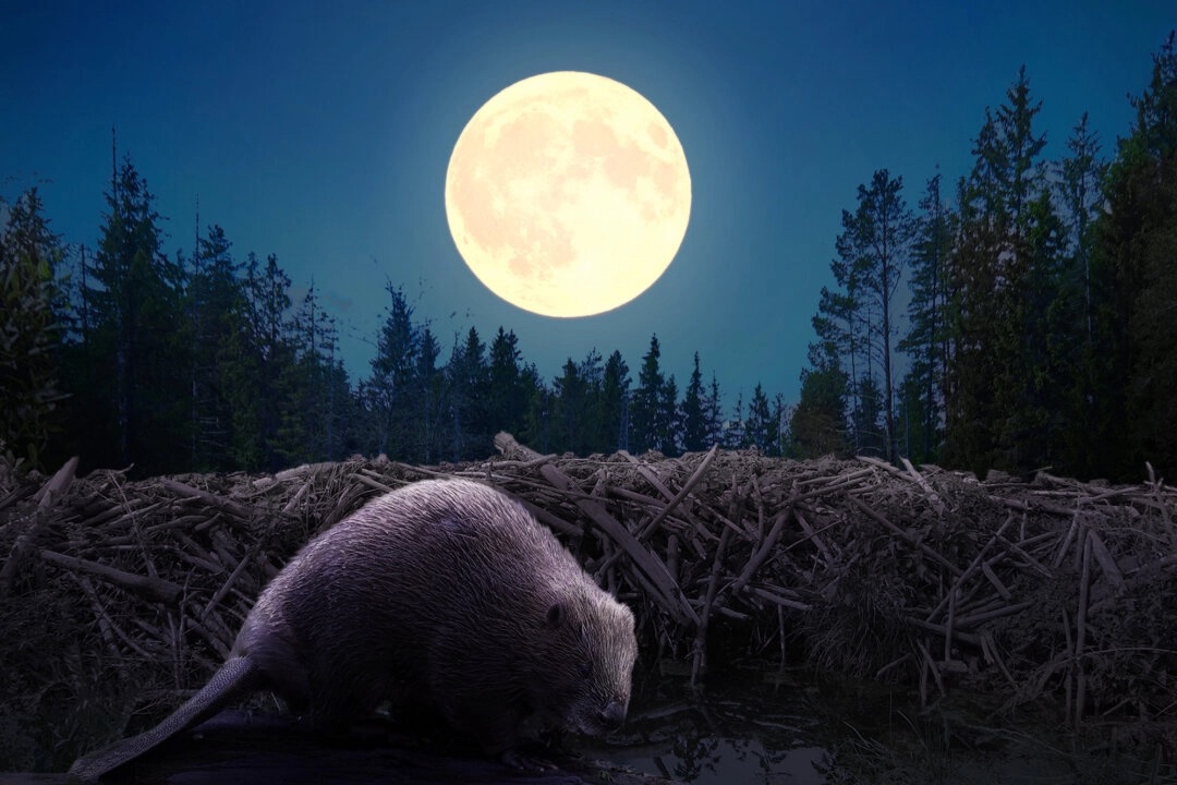 La pleine lune des castors tombera en novembre et sera la dernière superlune de l'année - ce qu'il faut savoir