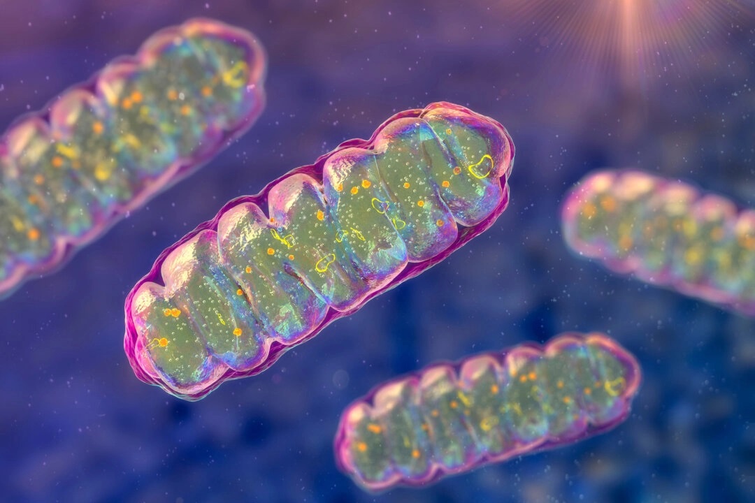 Le déséquilibre mitochondrial est lié à 90 % des maladies chroniques