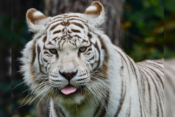 Le zoo de le Flèche, situé dans la Sarthe, a annoncé ce 4 novembre 2024 sur Facebook la mort de Rewa, la femelle tigre blanc. (photo Facebook Zoo de le Flèche)