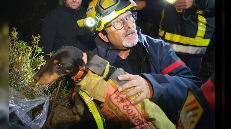 Bloquée trois jours dans une cavité des Pyrénées-Orientales, une chienne a été sauvée ce 5 novembre 2024 grâce aux pompiers et aux spéléologues. (Photo préfet des Pyrénées-Orientales - Facebook Sdis 66)