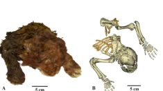 Une découverte « rare » : un chaton à dents de sabre momifié depuis 37.000 ans, retrouvé dans la glace de la toundra russe