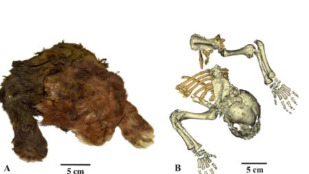 Une découverte « rare » : un chaton à dents de sabre momifié depuis 37.000 ans, retrouvé dans la glace de la toundra russe