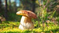 Bretagne : un cueilleur de champignons découvre un magnifique cèpe de Bordeaux d’1,2kg