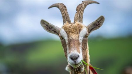 Haute-Savoie : plus de 200 chèvres périssent dans l’incendie dévastateur d’une exploitation agricole