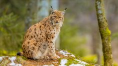 Près de Grenoble : un jeune étudiant tombe nez à nez avec un lynx en pleine forêt et filme la rencontre