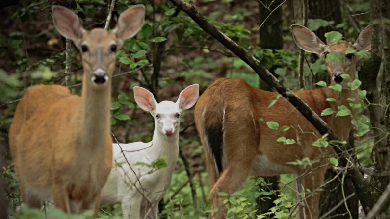 (John Ireland/Avec l'aimable autorisation du zoo de Caroline du Nord)