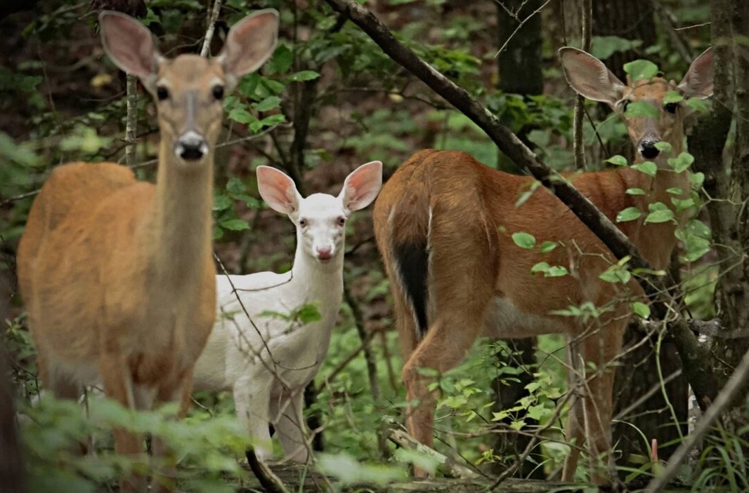 Un cerf blanc "miraculeux" est repéré dans le zoo de Caroline du Nord