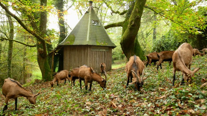 L'alimentation des chèvres joue un rôle très important dans leur lactation et leur bien-être. Ici en novembre 2024, le troupeau de Jean-Yves Ruelloux mange des châtaignes dans sa forêt après une journée aux champs. (Nathalie Dieul/Epoch Times)