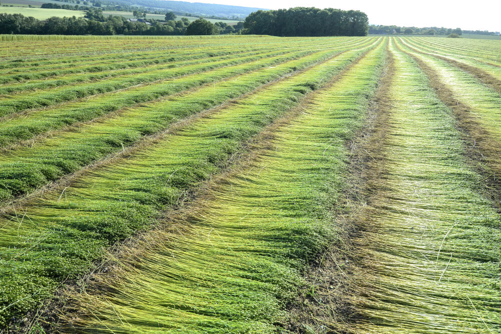 La région Normandie première productrice de lin dans le monde, la production explose