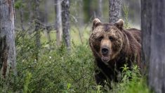 En rentrant chez lui, il découvre un ours blotti, au chaud, dans son salon