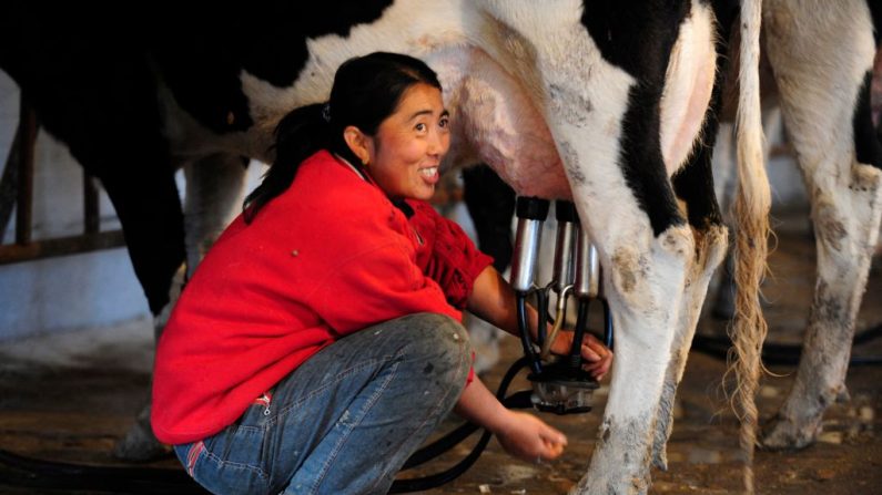 Un producteur laitier trait ses vaches dans une station de traite dans le village de Shelawusu, à 60 km au sud de Hohhot, la capitale de la région de Mongolie intérieure du nord de la Chine (PETER PARKS/AFP via Getty Images)