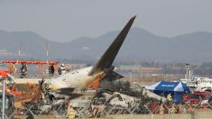 Crash du Boeing de Jeju Air en Corée du Sud : des plumes d’oiseau présentes dans les moteurs, selon un rapport