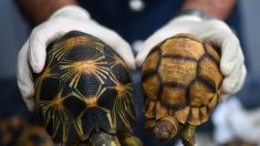 Retour à Madagascar de 31 lémuriens et plus de 900 tortues en danger d’extinction