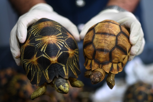 Des tortues à soc et des tortues radiées en voie de disparition en provenance de Madagascar saisies par les douanes malaisiennes. Illustration. (MANAN VATSYAYANA/AFP via Getty Images)