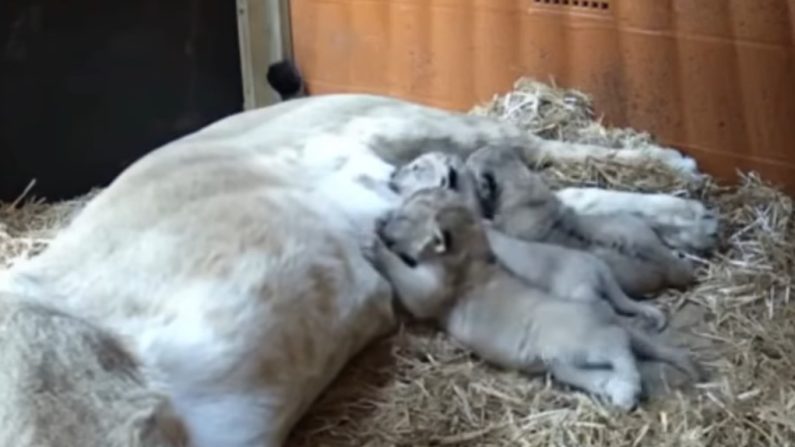 Les trois petits lionceaux nés tout récemment au zoo de Whipsnade au Royaume-Uni. (Crédit : zoo de Whipsnade)