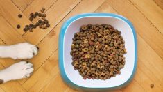 Croquettes pour chiens et chats : rappels massifs de nombreuses marques depuis Noël pour suspicion de salmonelles