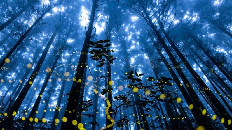 « Fireflies Flying in the Misty », de Shirley Wung, a remporté le prix spécial dans la catégorie Forêt. (Crédit photo 11e prix international des photographes de paysage de l’année)