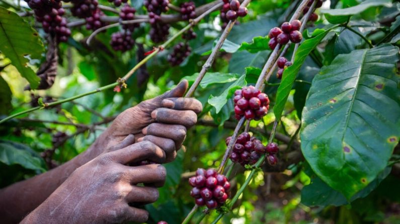 Cueillette de baies de café sur un arbuste de café Robusta (Coffea canephora), le 29 janvier 2024, dans le village de Hanbal, district de Hassan, dans l'État méridional du Karnataka, en Inde. (Abhishek Chinnappa/Getty Images)