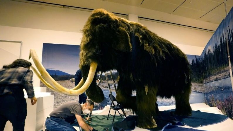 Un mammouth laineux (Mammuthus primigenius) est installé dans le cadre de l'exposition « Le monde secret des éléphants » de l'American Museum of Natural History à New York, le 23 octobre 2023. (Timothy A. Clary/AFP via Getty Images)