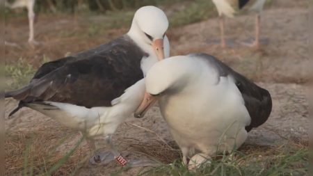 Cet albatros, connu pour être le plus vieil oiseau sauvage au monde, vient de pondre un œuf à l’âge de 74 ans