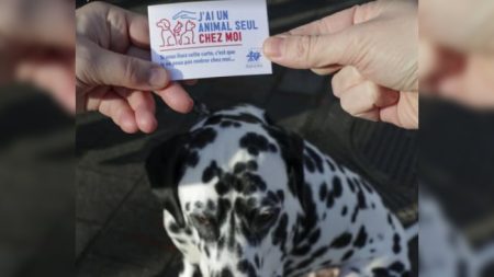 Amiens : vos animaux pris en charge en cas d’hospitalisation, avec la carte « J’ai un animal seul chez moi »