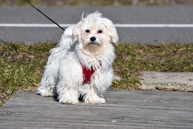 La mairie de Reims instaure le fichage ADN des chiens pour lutter contre les déjections canines