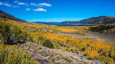 Pando, l’arbre-forêt, serait à la fois le plus grand et le plus vieil organisme vivant du monde