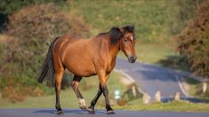 Près de Perpignan : un cheval meurt après avoir été percuté par trois voitures