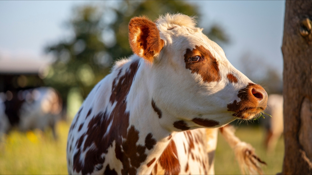 100% du lait servi dans les cantines de Nanterre est issu d'une coopérative normande, la ville récompensée