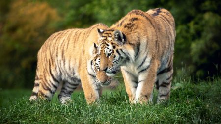 Un tigre relâché en Sibérie parcourt près de 200 km pour retrouver une tigresse qui a grandi avec lui en captivité