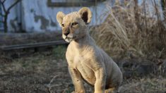 Géorgie : un zoo recueille un lionceau en très mauvais état ayant appartenu à un champion de judo