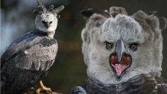 L’oiseau de proie le plus puissant au monde : ses serres sont plus grandes que celles d’un grizzli