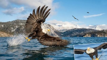 Un photographe capture des pygargues à tête blanche chassant des poissons dans les mers d’Alaska