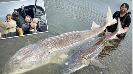 L’un des plus gros poissons jamais capturés : un pêcheur à la ligne capture un esturgeon de 230 kg sur le fleuve Fraser