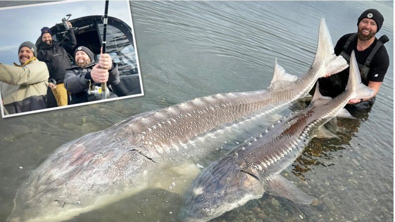 Le biologiste et personnalité de YouTube Forrest Galante pose avec deux énormes esturgeons pêchés dans le fleuve Fraser, en Colombie-Britannique au Canada, lors d'une excursion de pêche avec Yves Bisson Sturgeon Co. (Crédit photo d'Yves Bisson d'Yves Bisson)