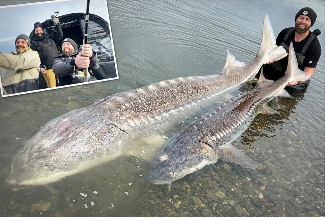 L'un des plus gros poissons jamais capturés : un pêcheur à la ligne capture un esturgeon de 230 kg sur le fleuve Fraser